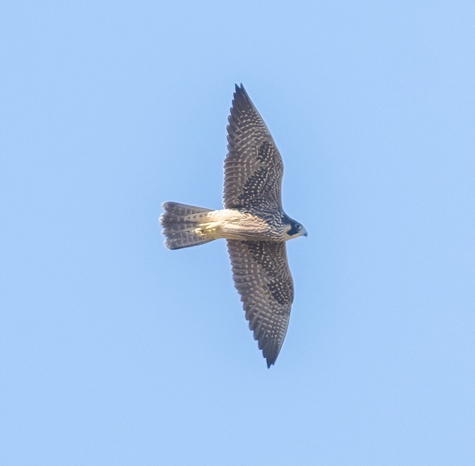 Peregrine Falcon - Eric Kallen