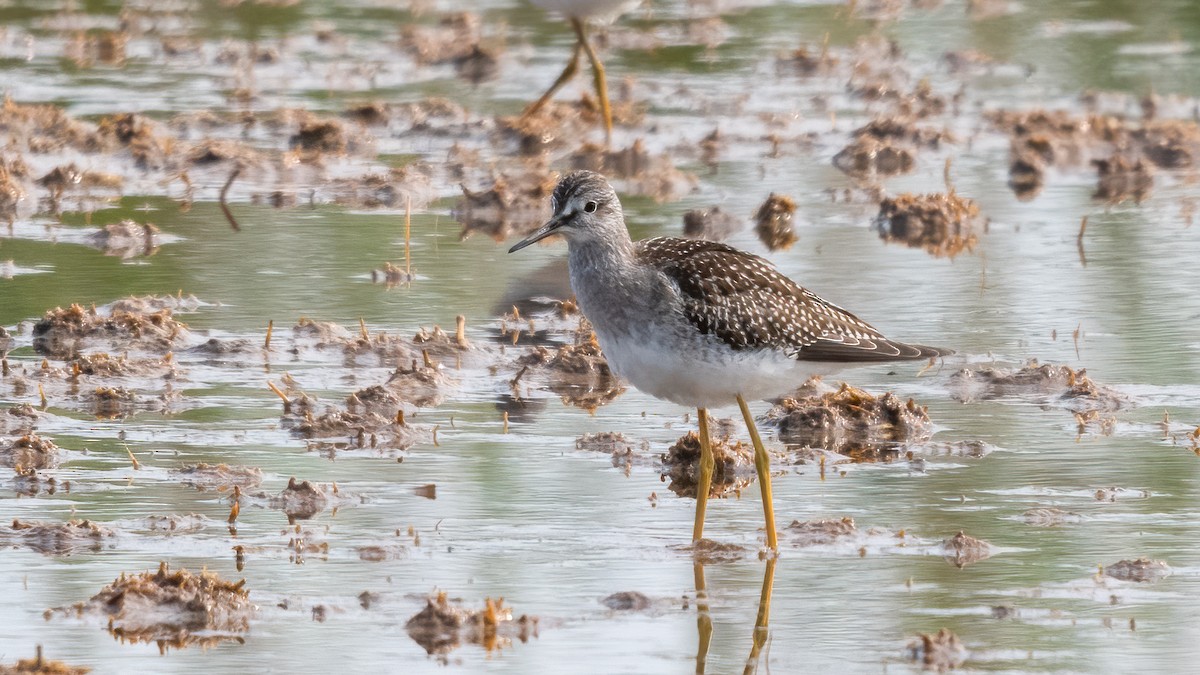 Lesser Yellowlegs - ML623690571