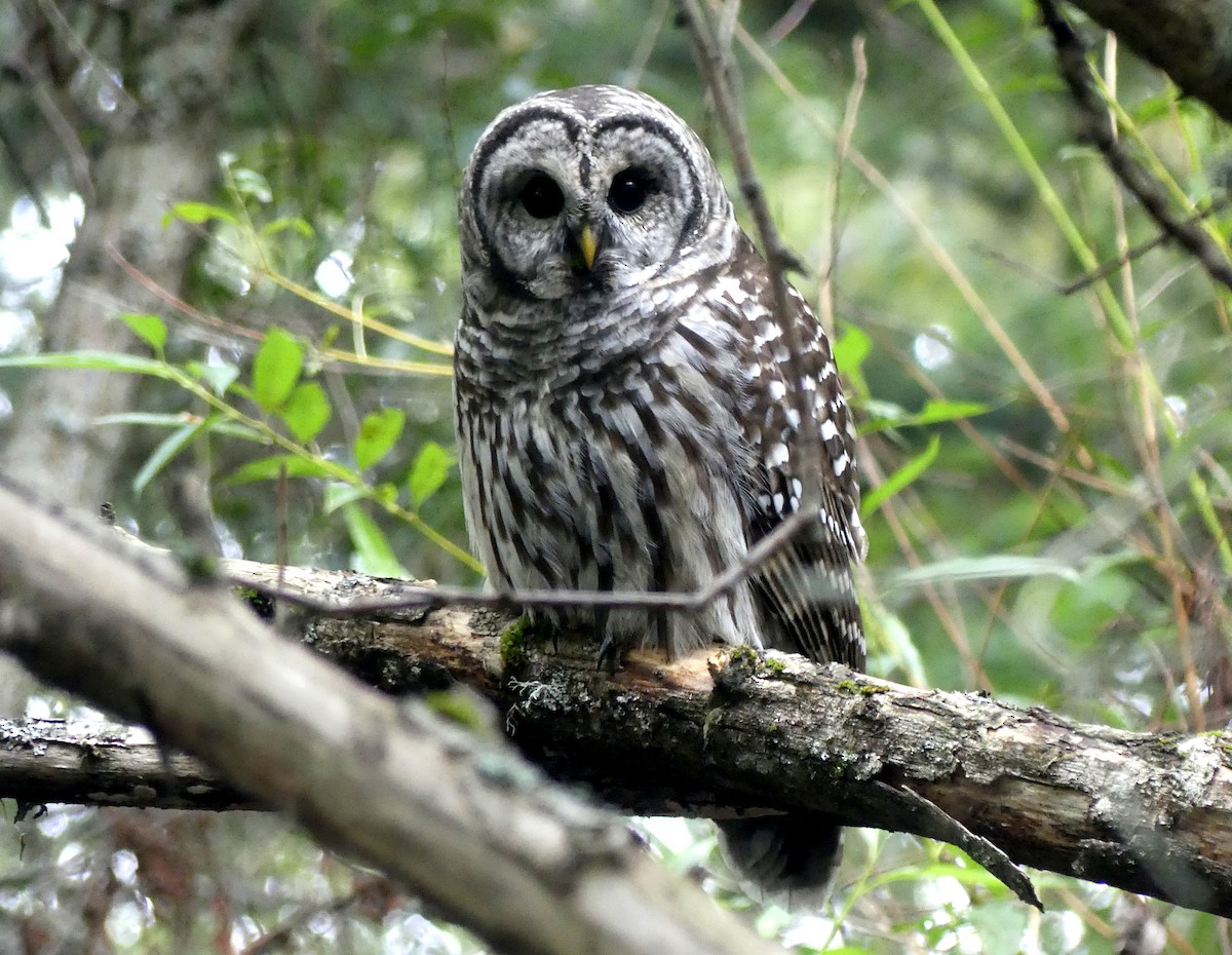 Barred Owl - ML623690581