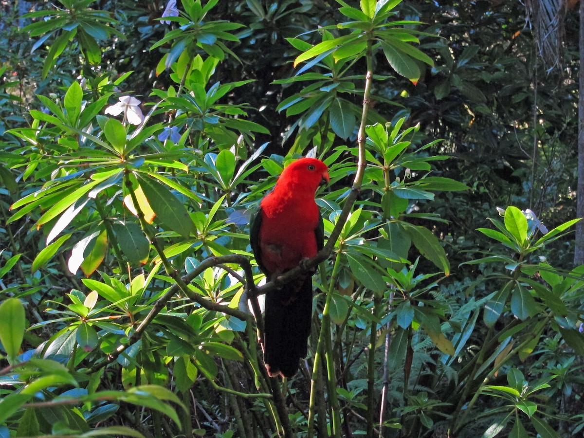 Australian King-Parrot - ML623690584