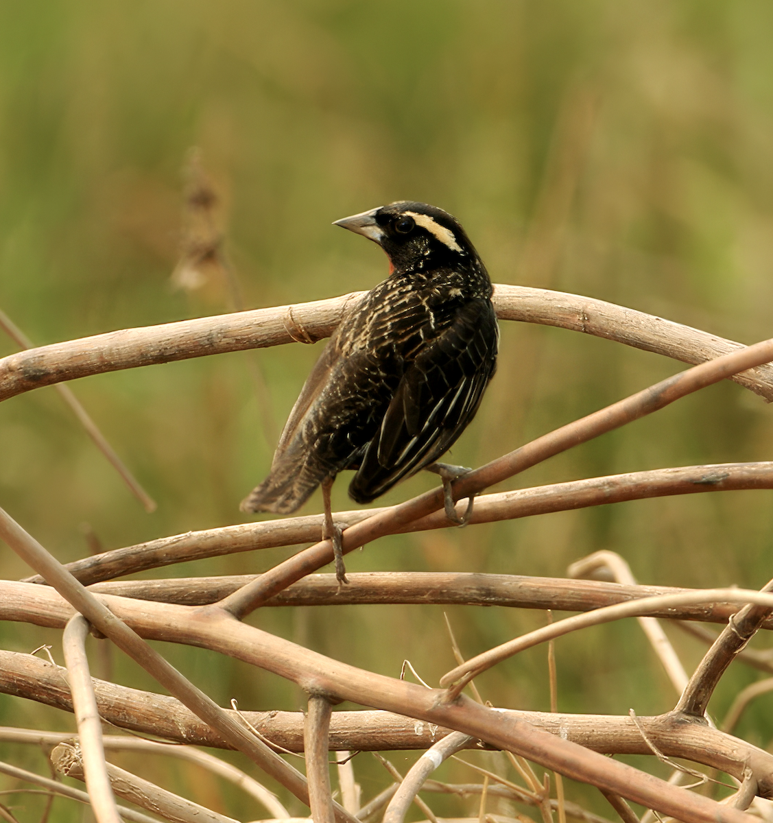 White-browed Meadowlark - ML623690586