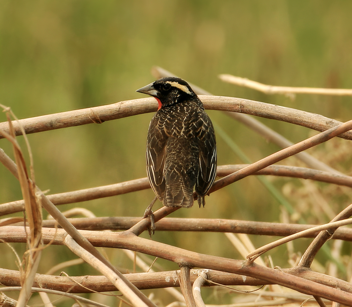 White-browed Meadowlark - ML623690587