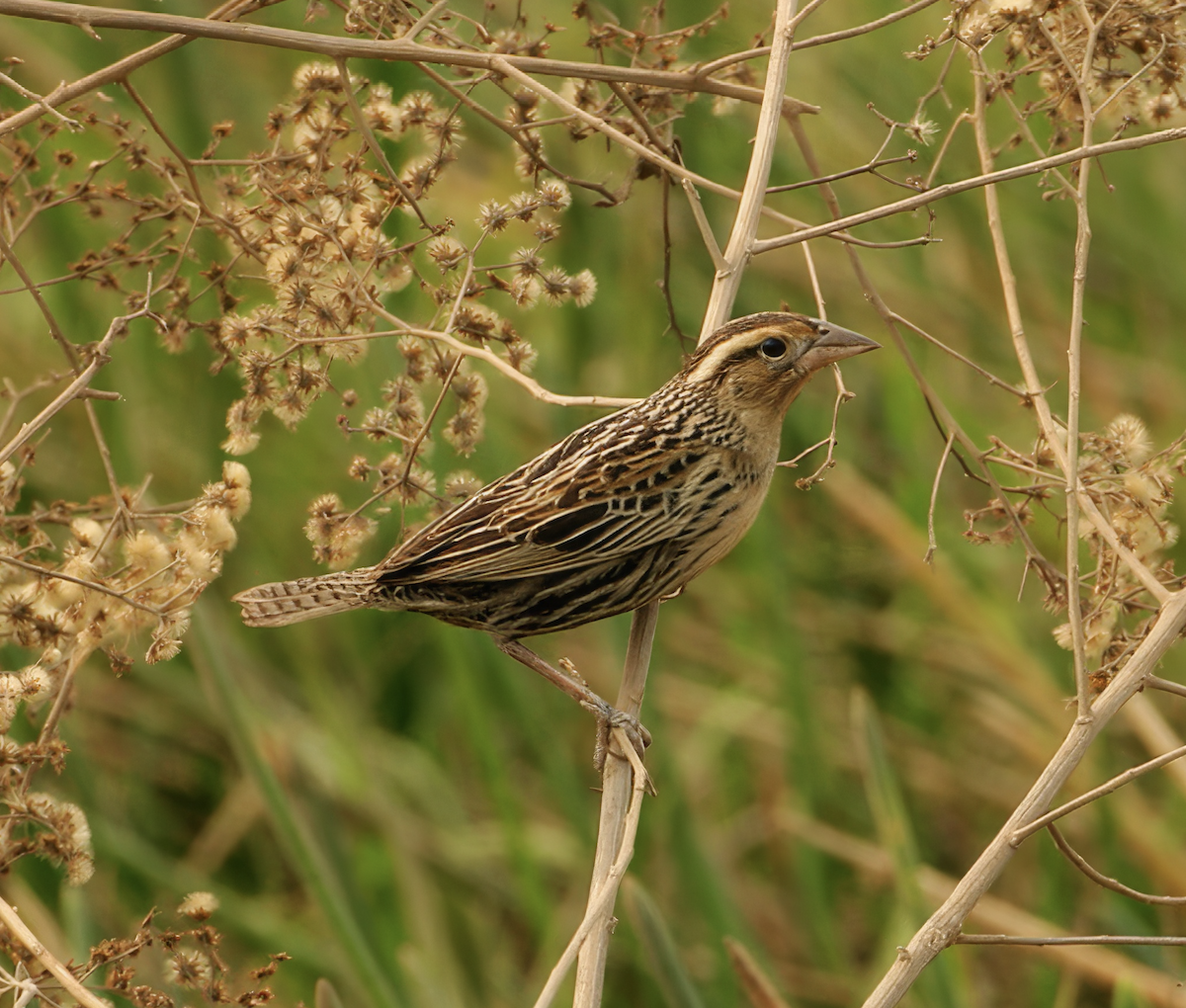 White-browed Meadowlark - ML623690588