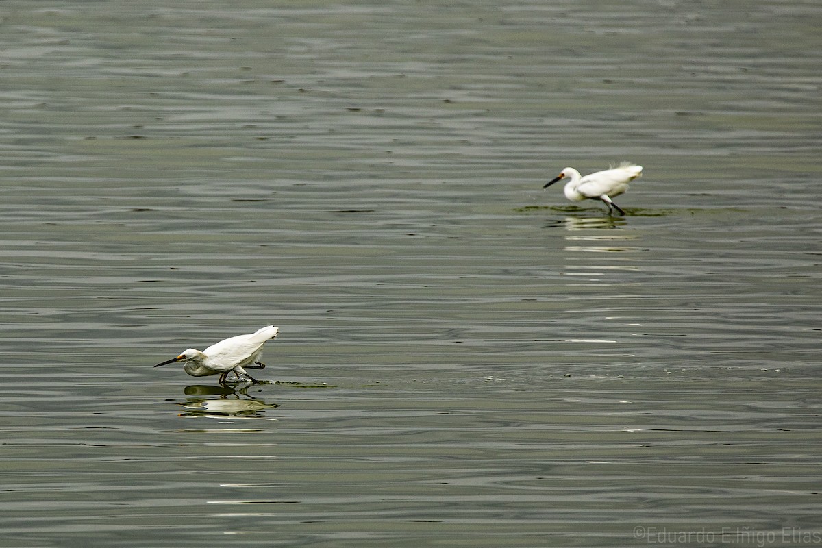 Snowy Egret - ML623690623