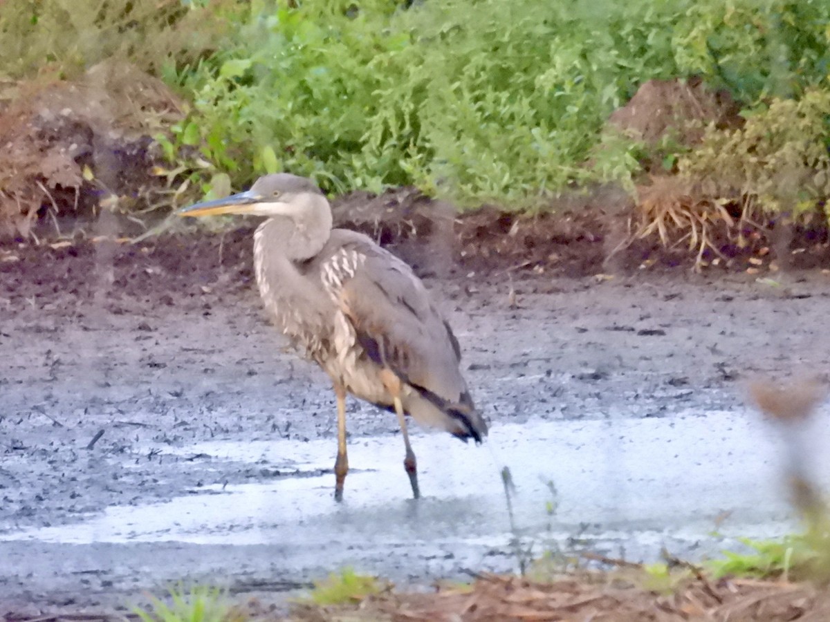 Great Blue Heron - ML623690627