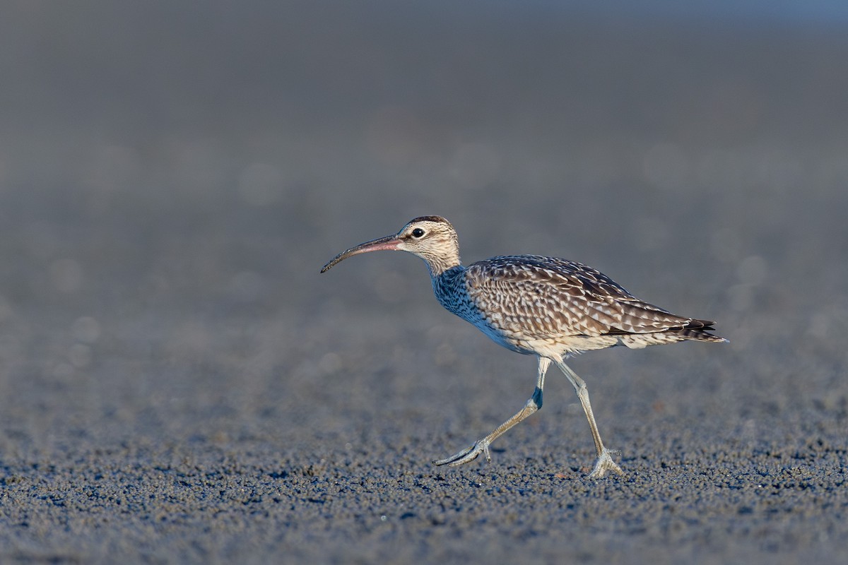 Courlis corlieu (variegatus/rogachevae) - ML623690640