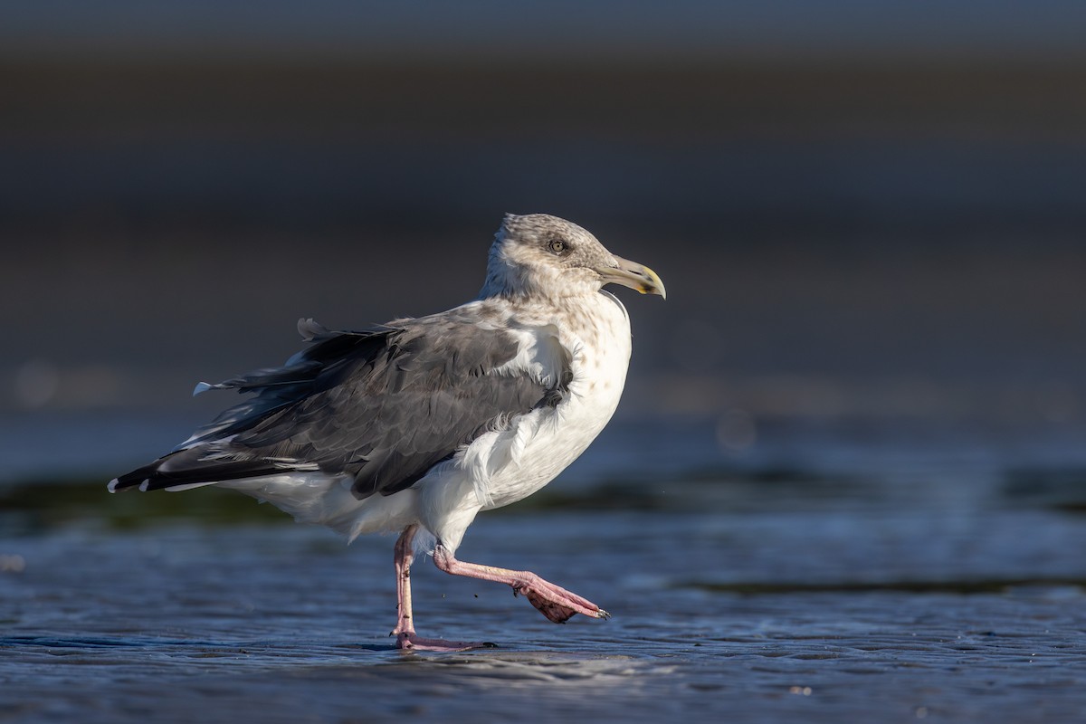 Gaviota de Kamchatka - ML623690643