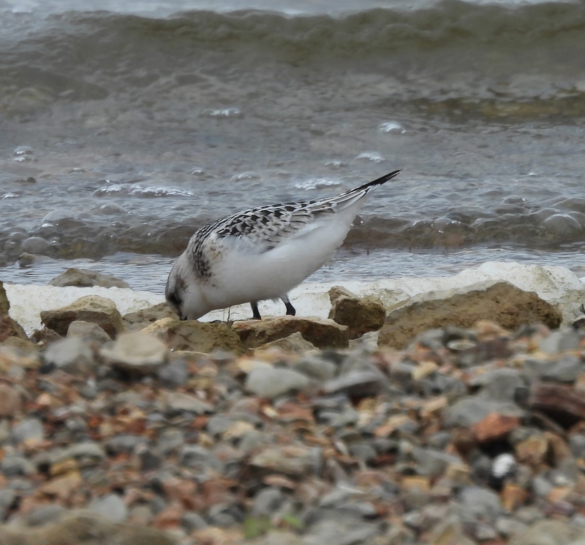 Sanderling - ML623690648