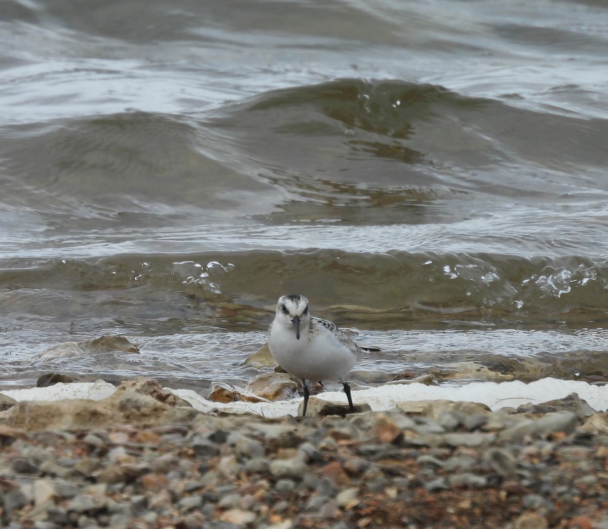 Sanderling - ML623690660