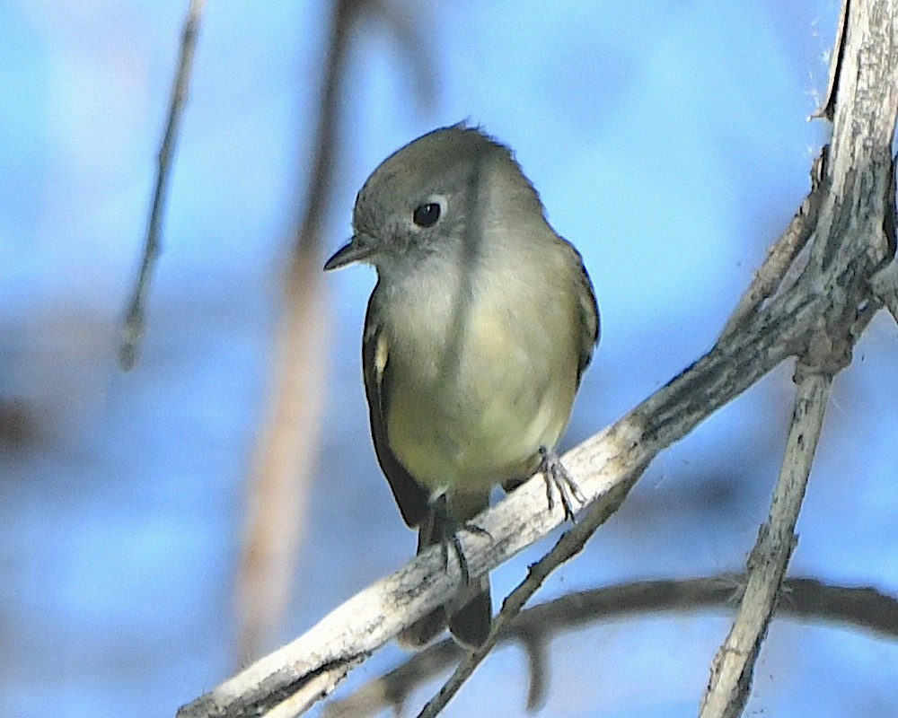 Hammond's Flycatcher - ML623690670