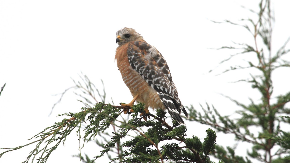 Red-shouldered Hawk - ML623690701