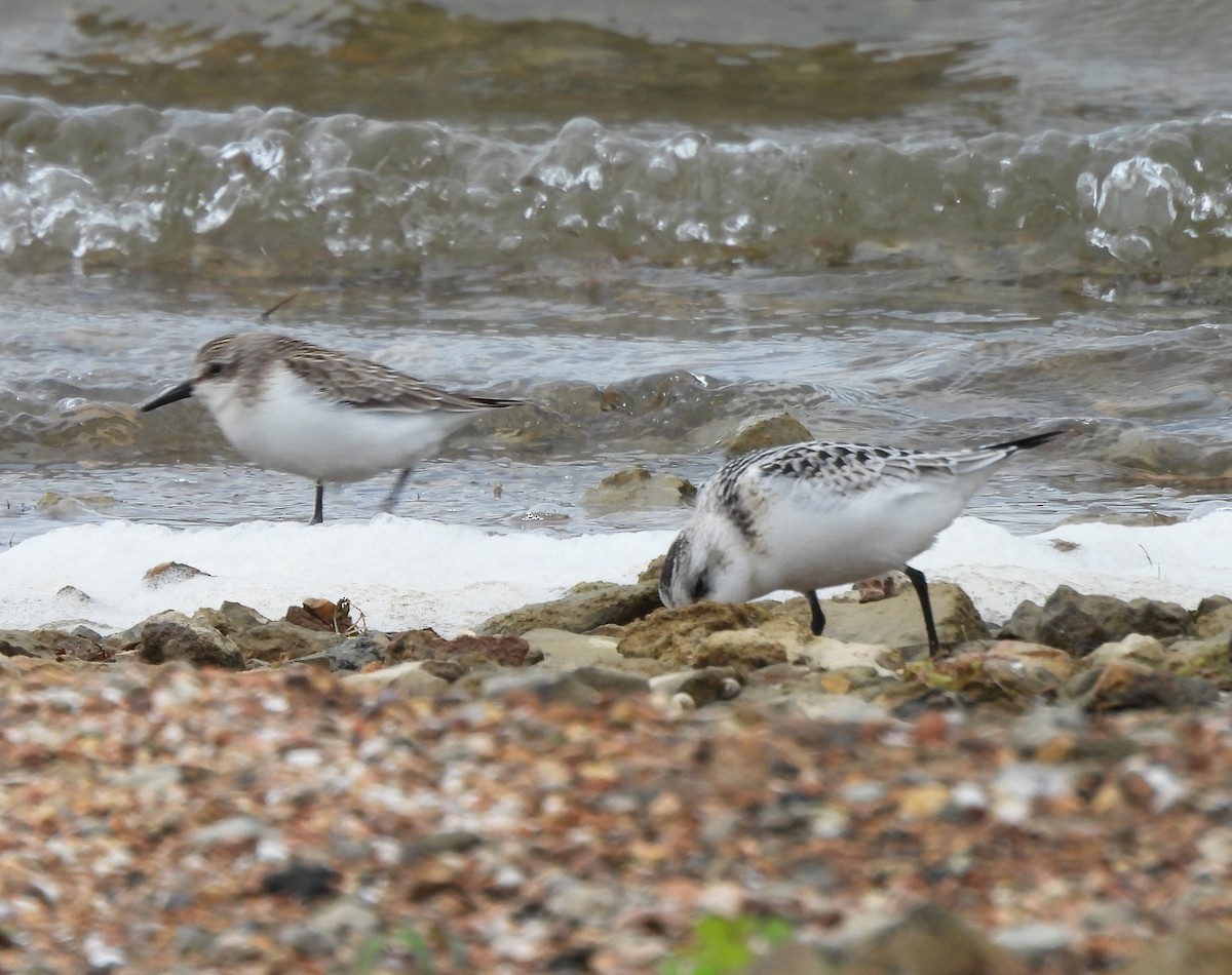 Semipalmated Sandpiper - Gary Graves