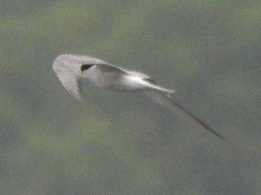 tern sp. - Gary Graves