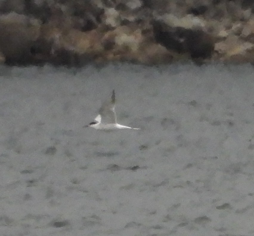 tern sp. - ML623690729