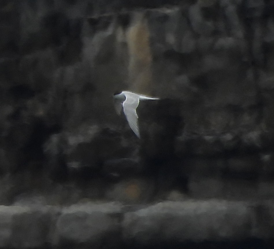 tern sp. - ML623690734