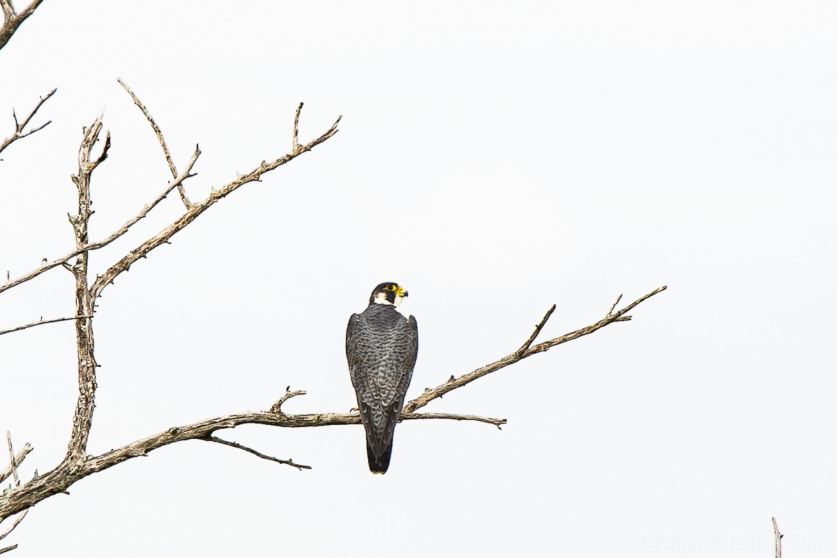 Peregrine Falcon - ML623690740