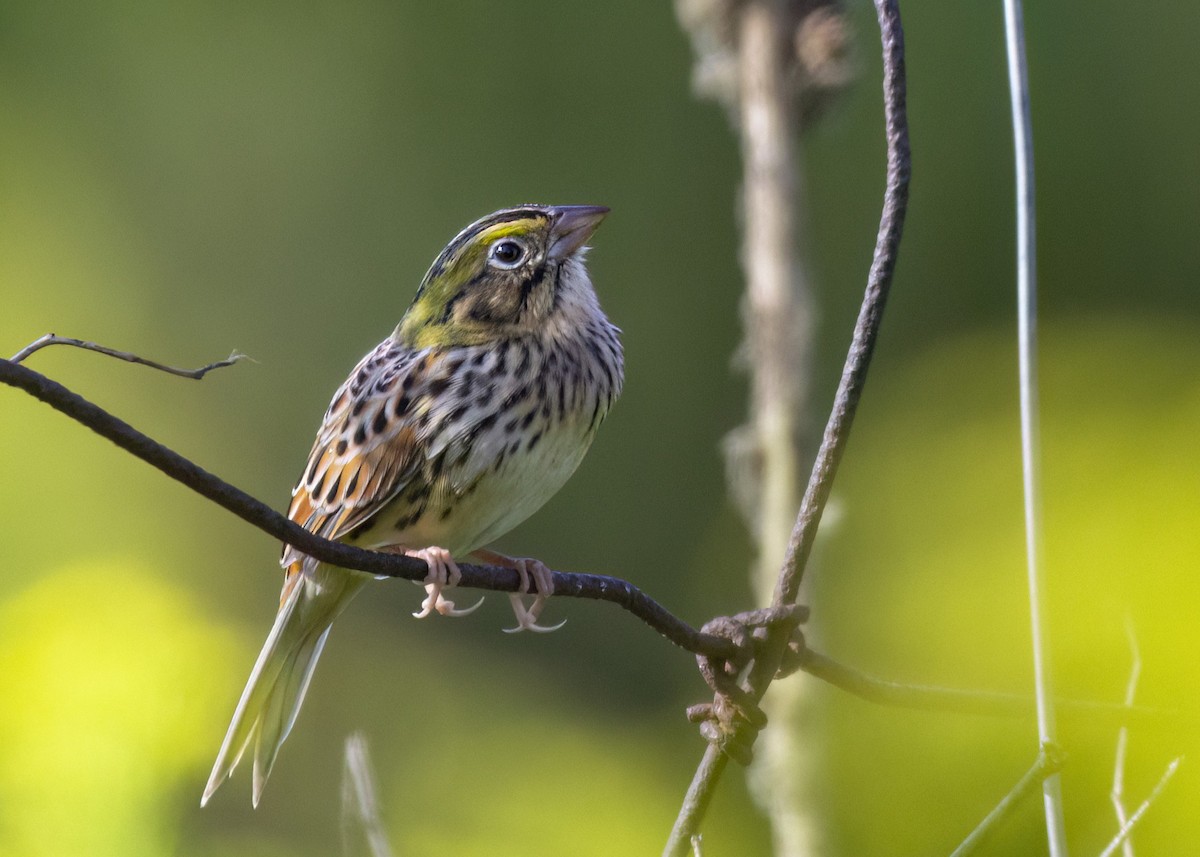 Henslow's Sparrow - ML623690743