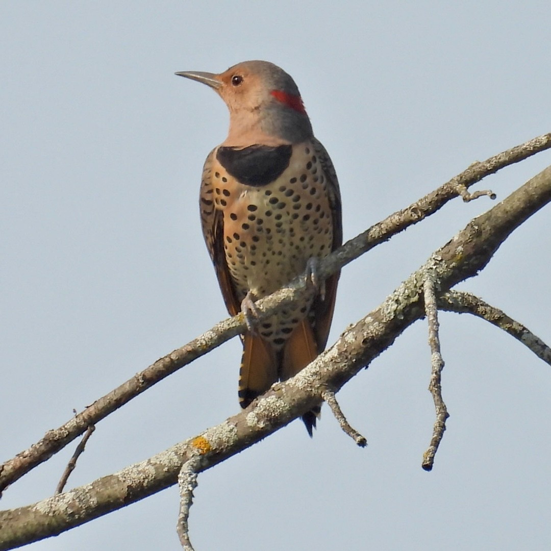 Northern Flicker - ML623690749