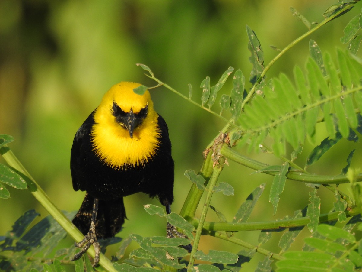 Yellow-hooded Blackbird - ML623690752