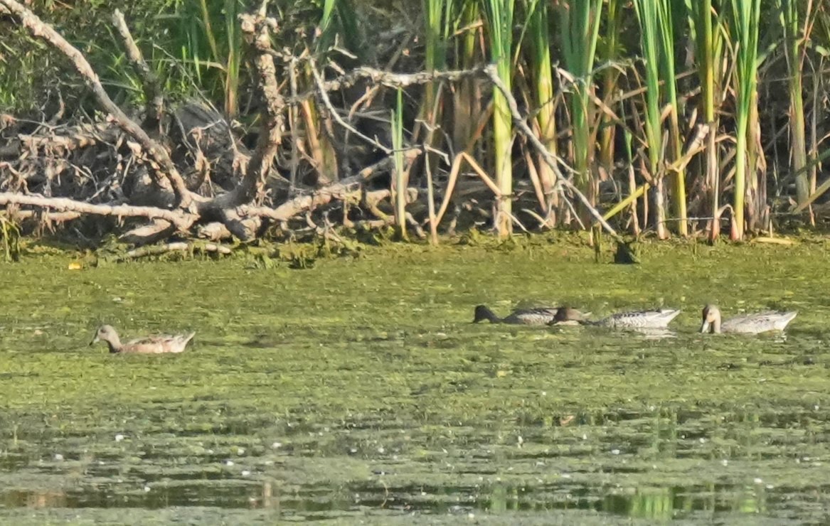 American Wigeon - ML623690757