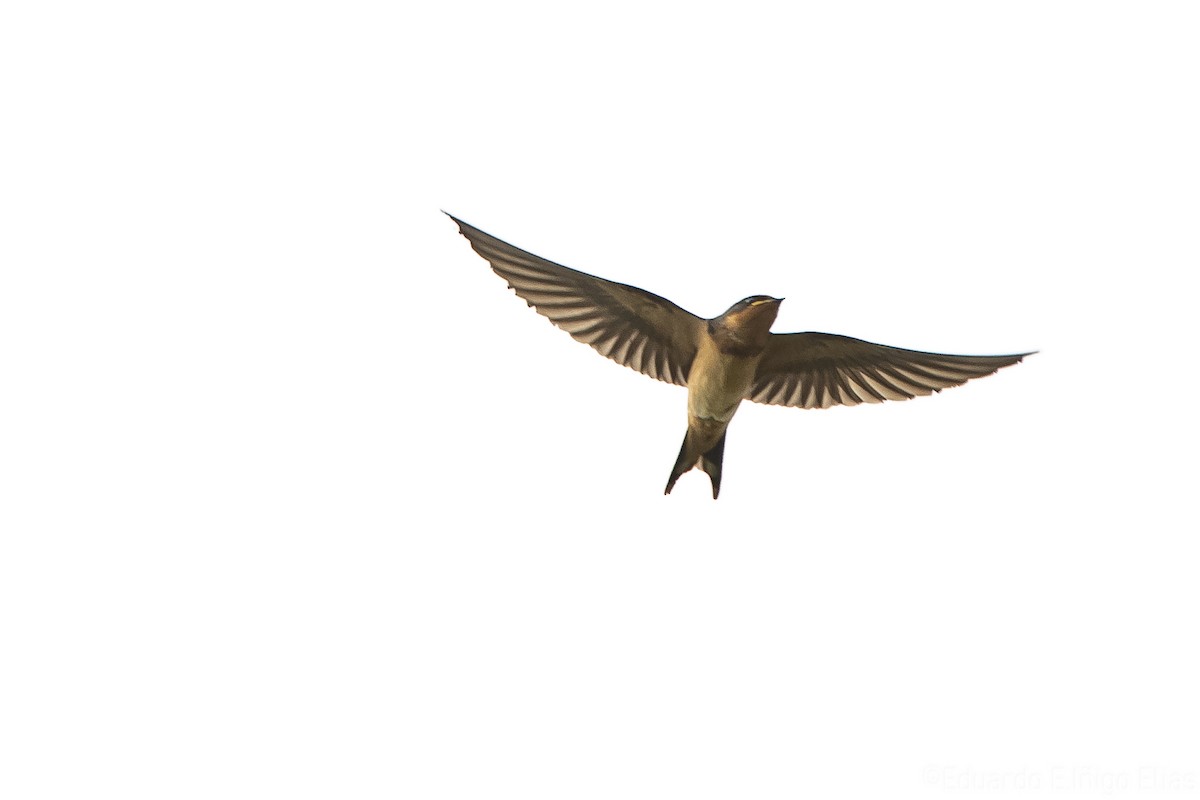 Barn Swallow - ML623690777