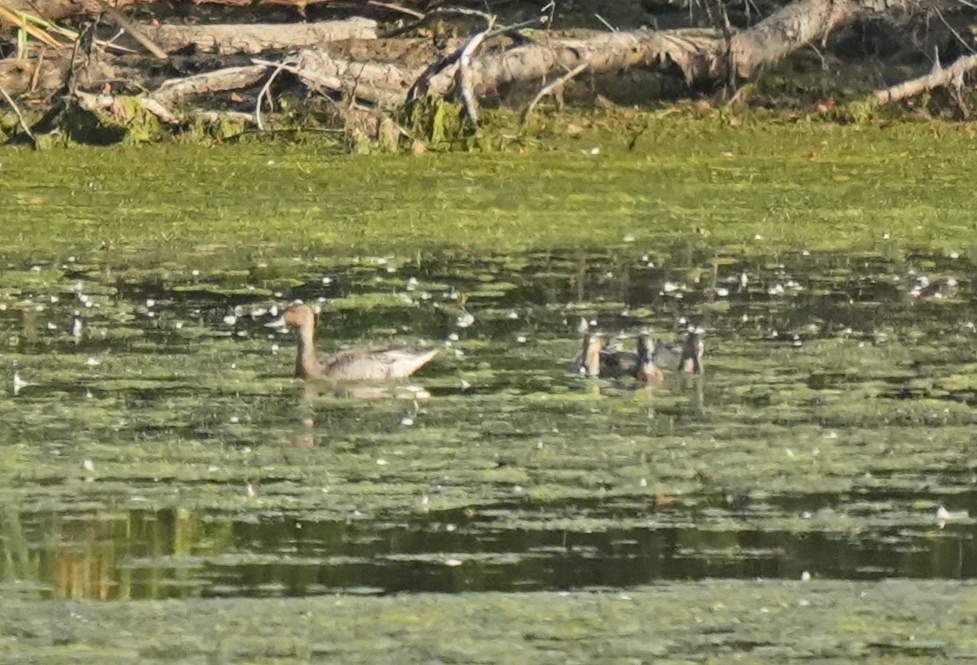 Northern Pintail - ML623690779