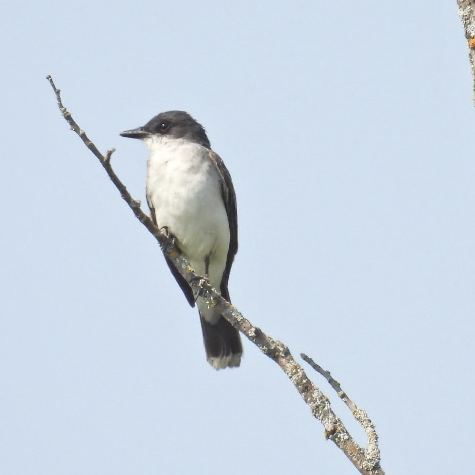 Eastern Kingbird - ML623690790