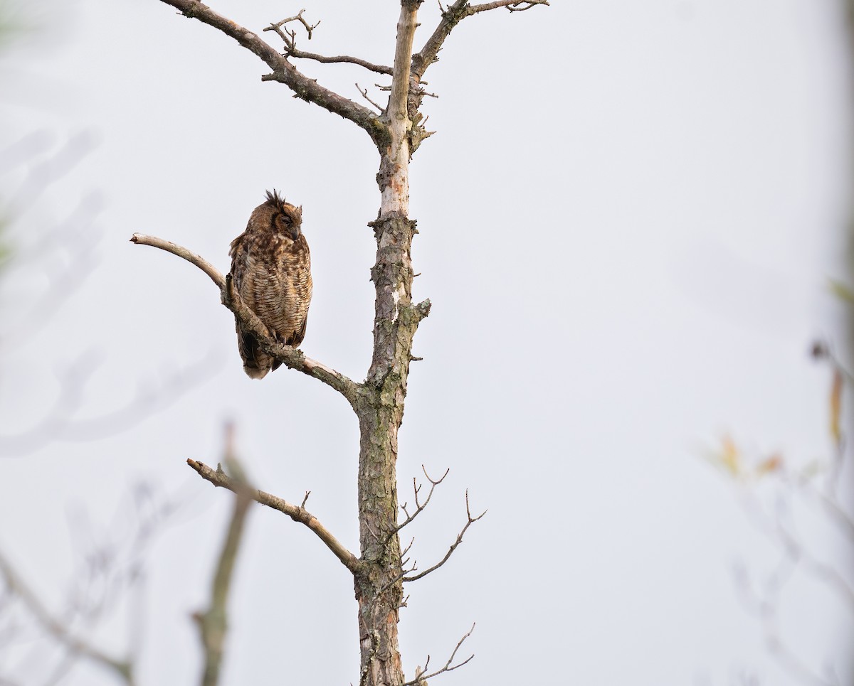 Great Horned Owl - ML623690804