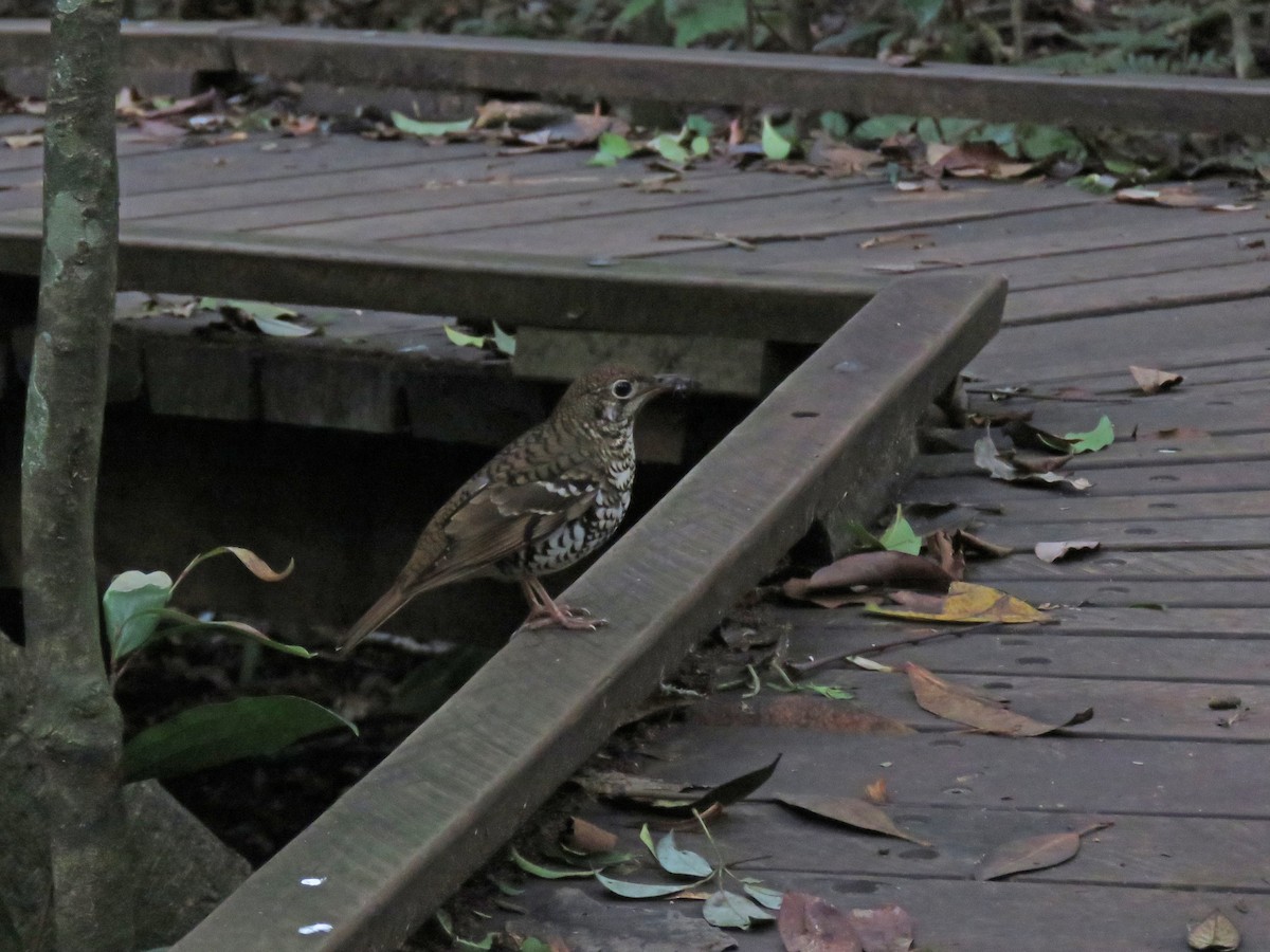 Russet-tailed Thrush - ML623690811