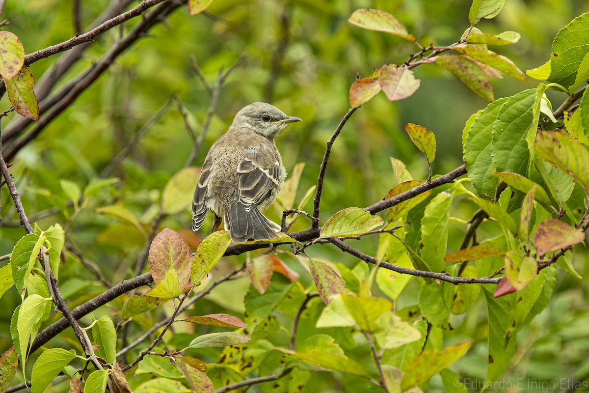 Northern Mockingbird - ML623690812