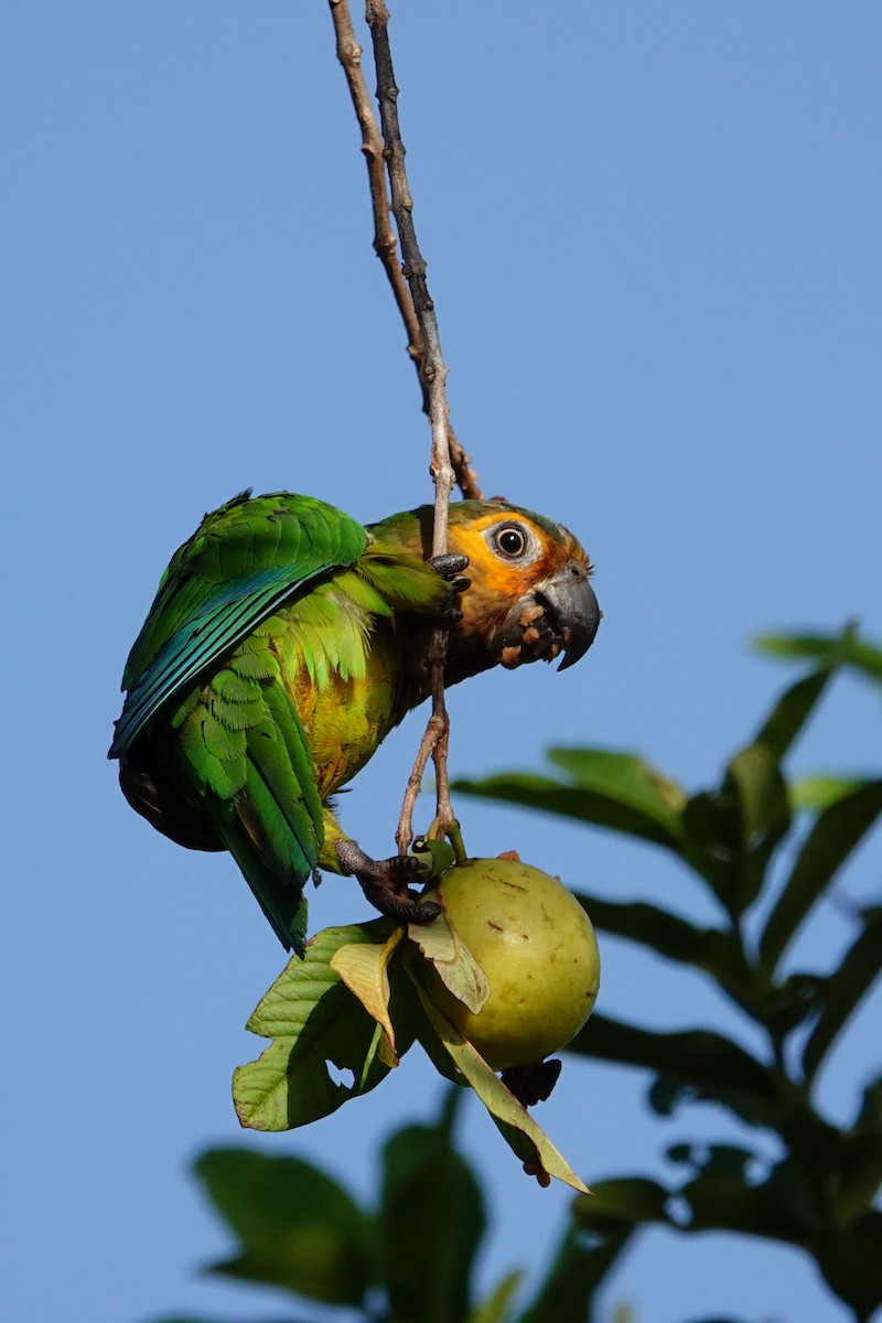 Brown-throated Parakeet - ML623690816