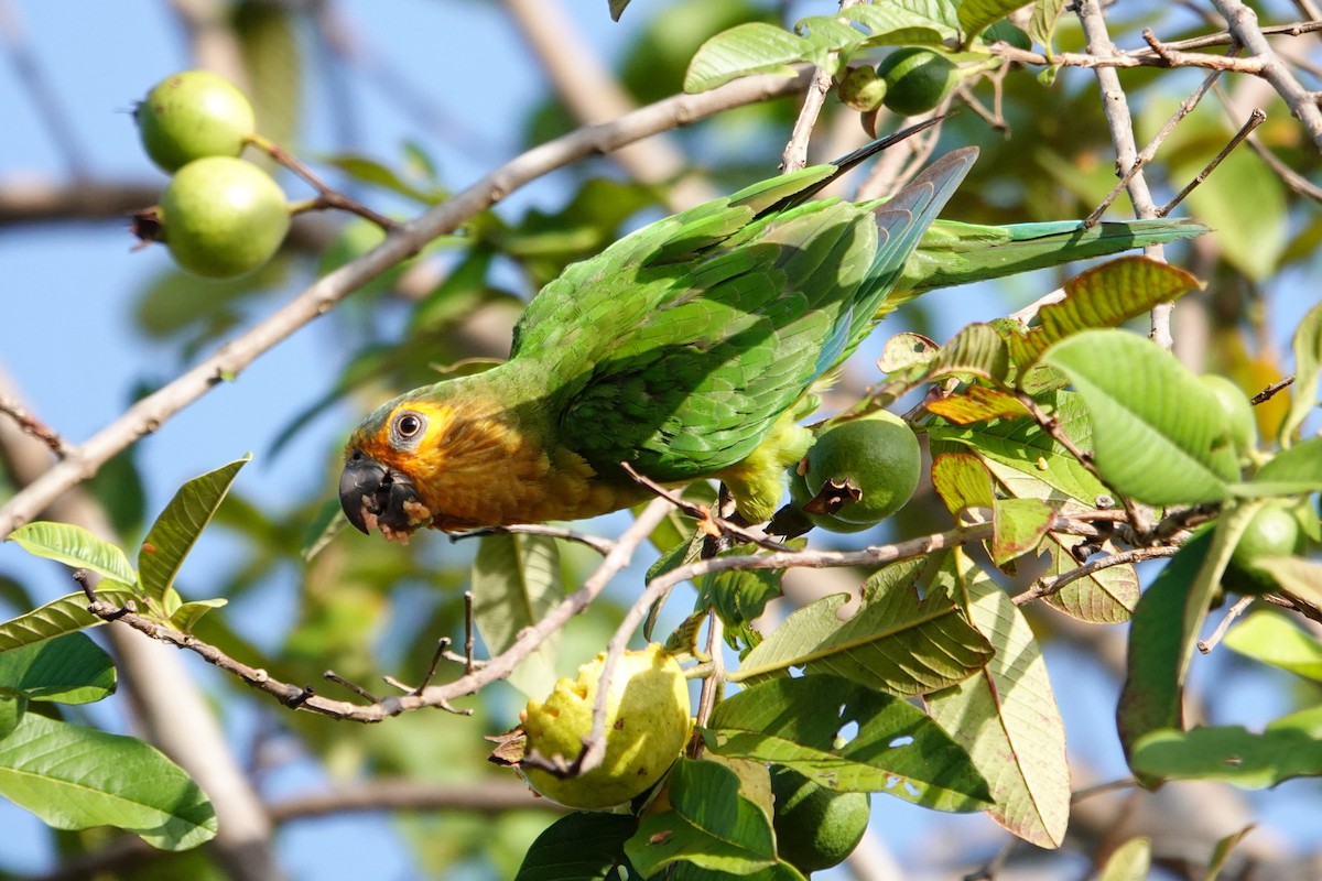 Brown-throated Parakeet - Vincent Rufray