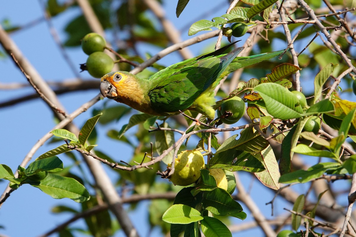 Brown-throated Parakeet - ML623690820