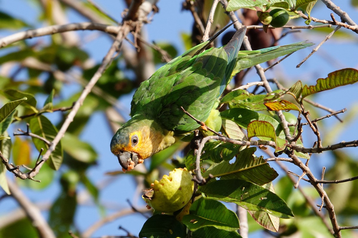 Brown-throated Parakeet - ML623690822