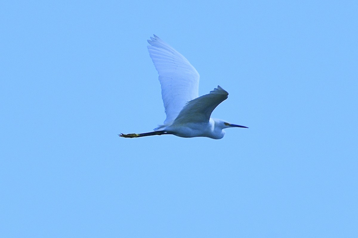 Snowy Egret - ML623690824