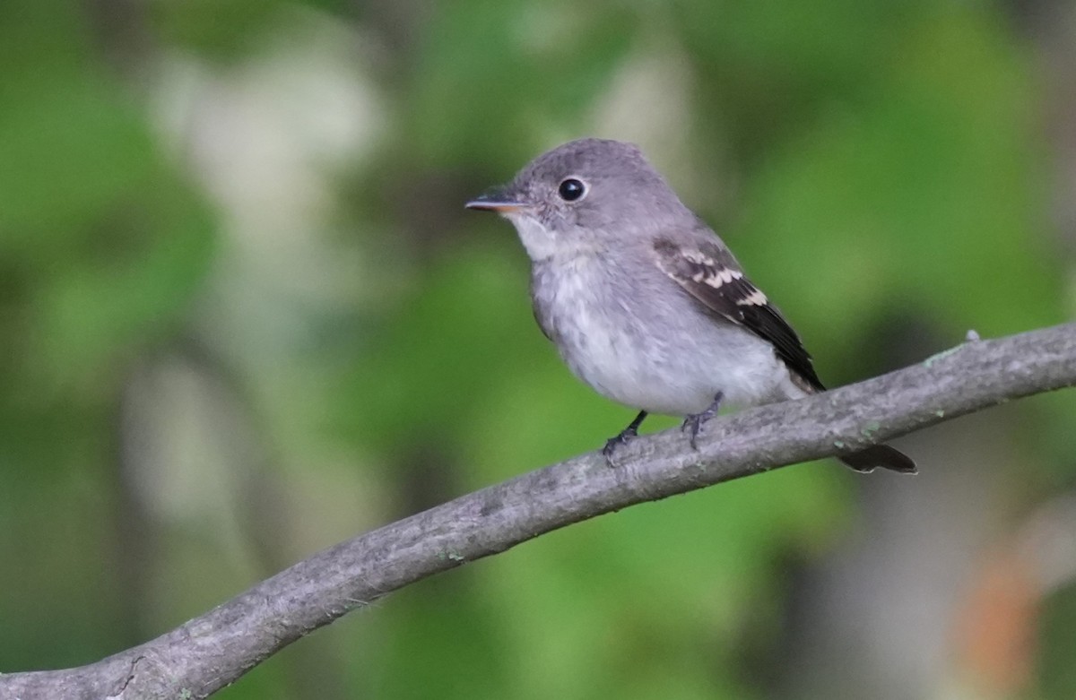 Empidonax sp. - ML623690826