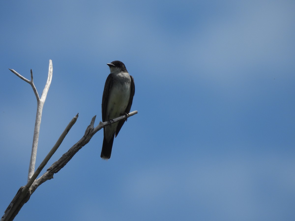 Eastern Kingbird - ML623690829