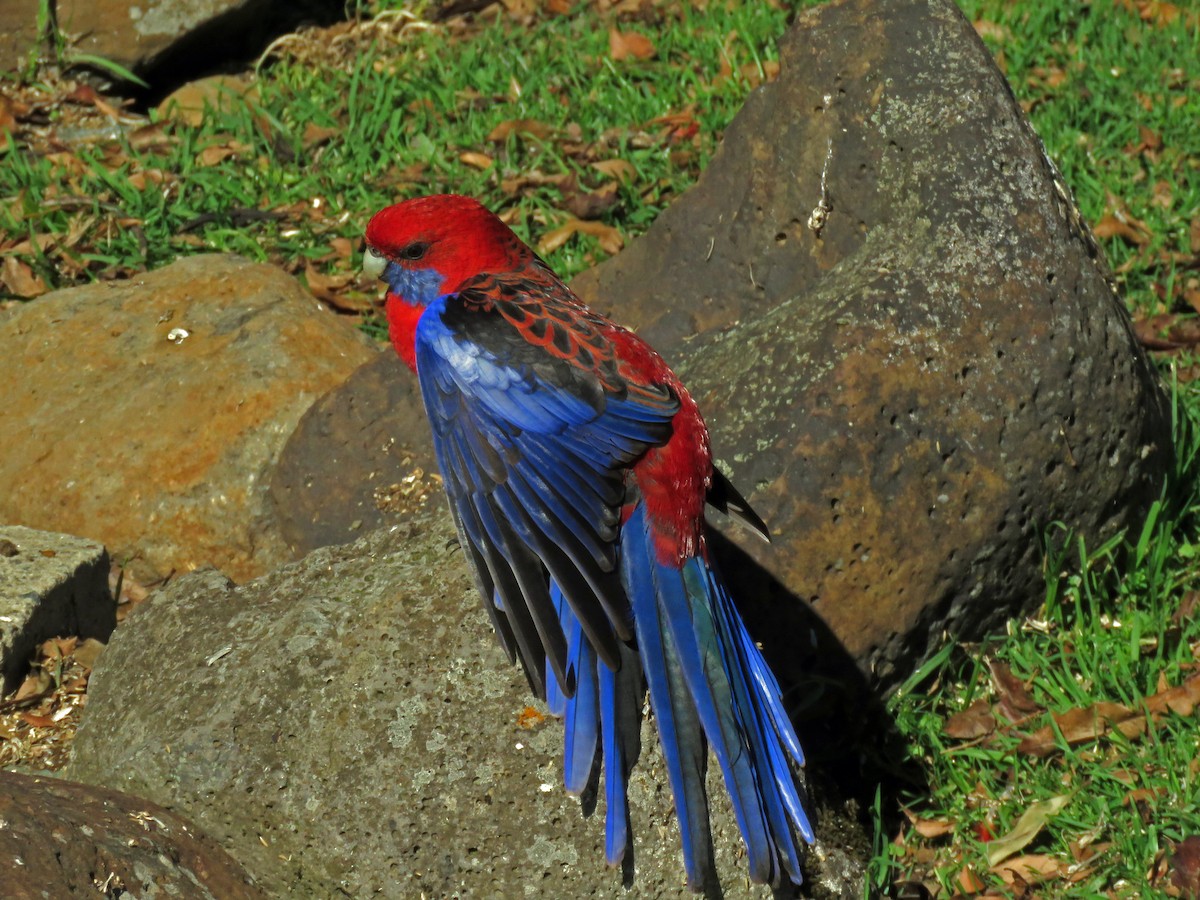 Crimson Rosella - ML623690832