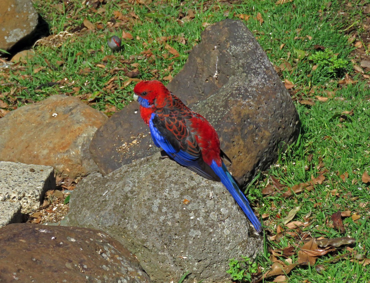 Crimson Rosella - ML623690833