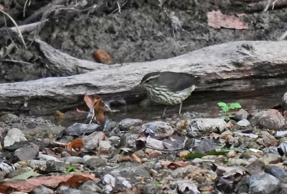 Northern Waterthrush - ML623690842