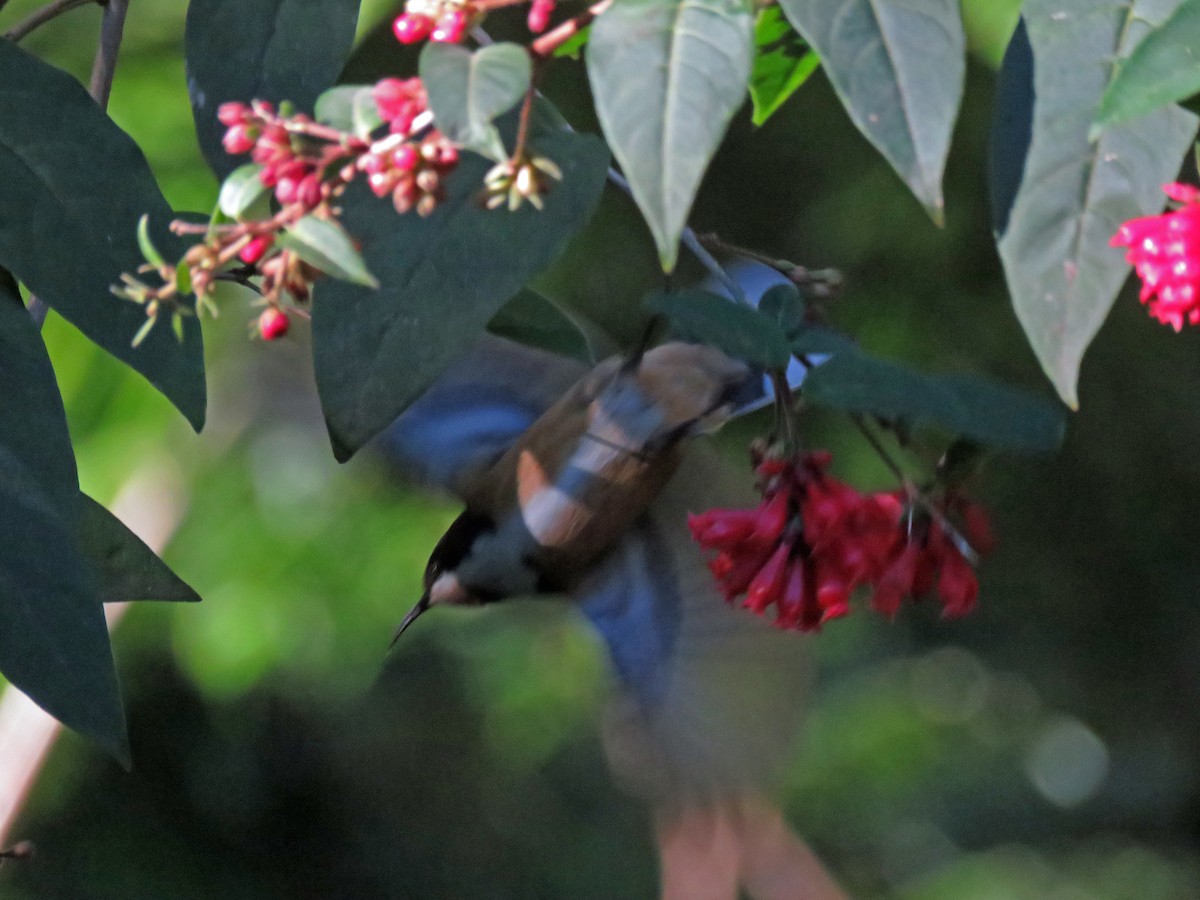 Eastern Spinebill - ML623690845