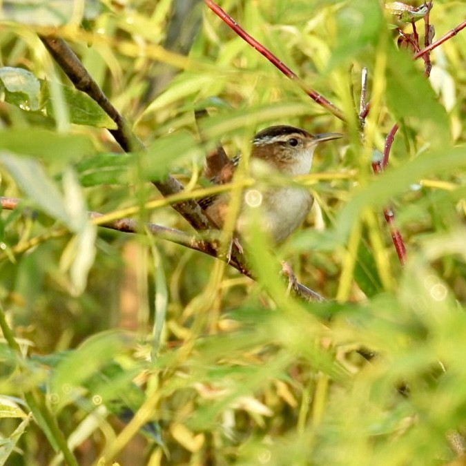 Marsh Wren - ML623690847