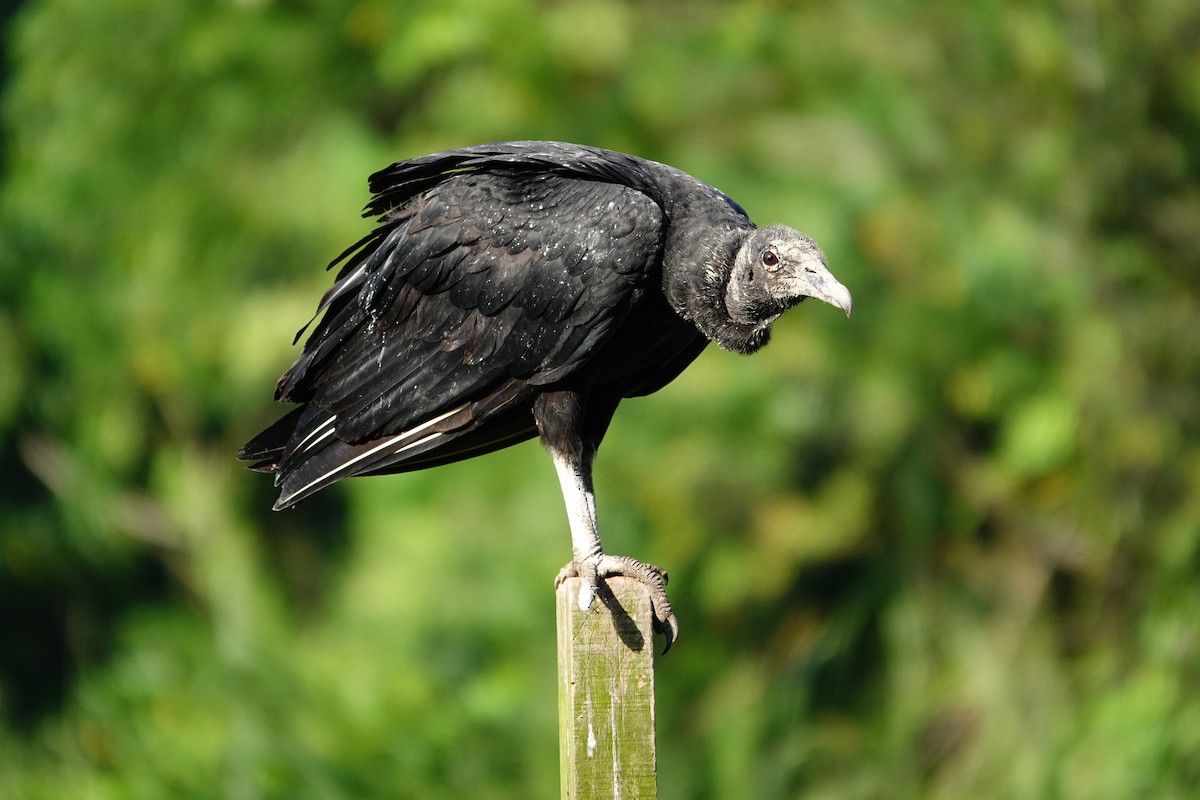 Black Vulture - Vincent Rufray