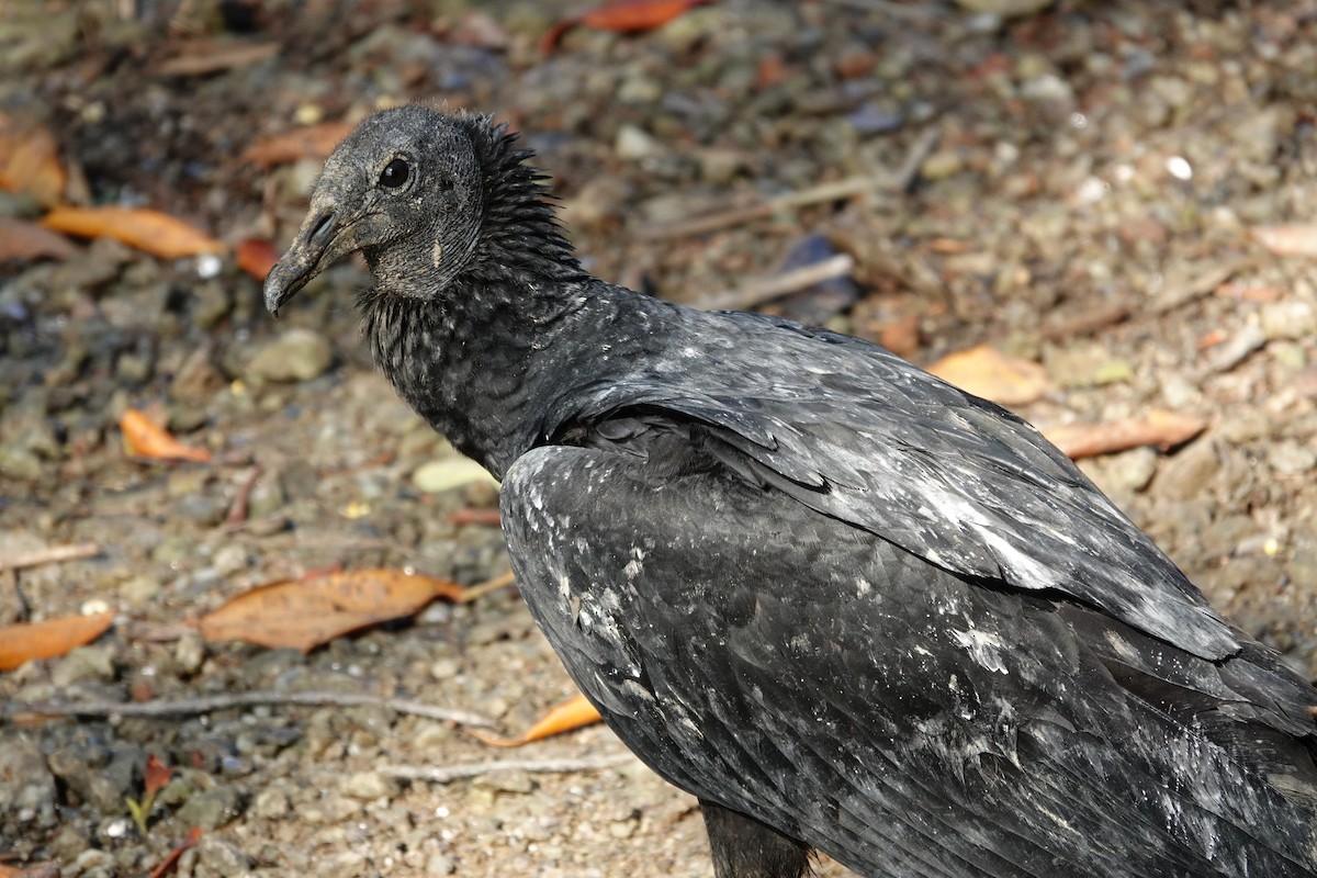 Black Vulture - ML623690850