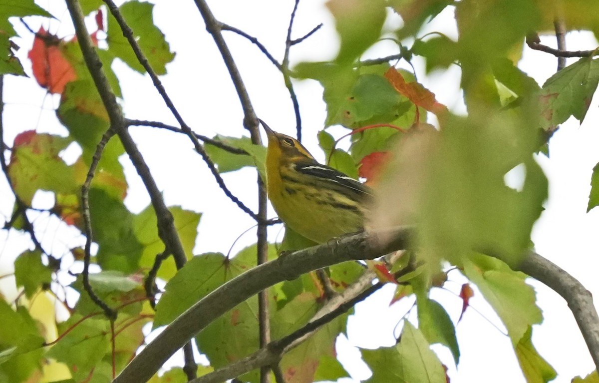 Blackburnian Warbler - ML623690855