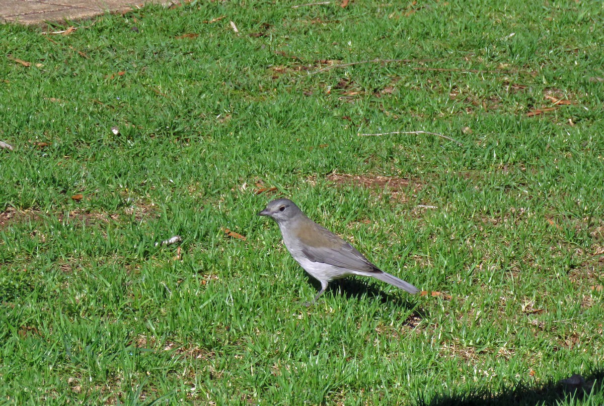 Gray Shrikethrush - ML623690857