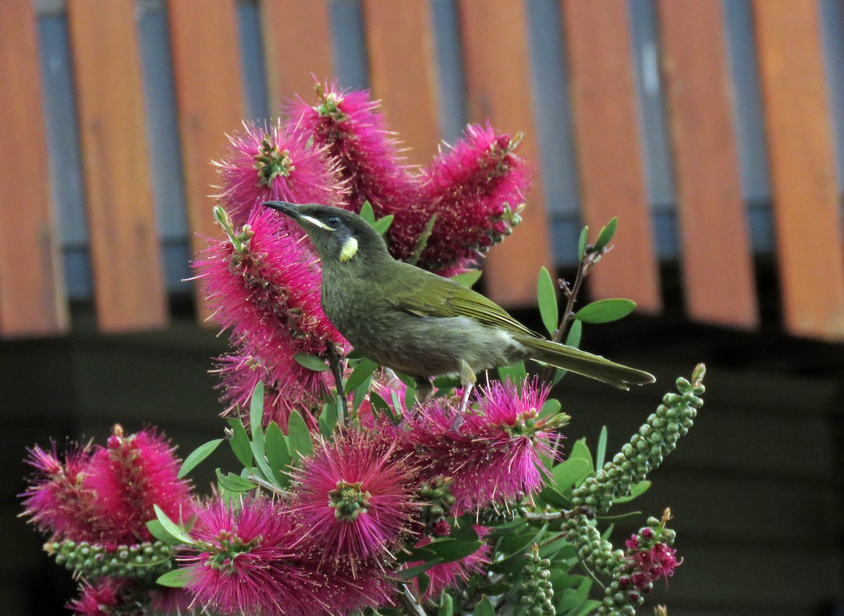 Lewin's Honeyeater - ML623690875