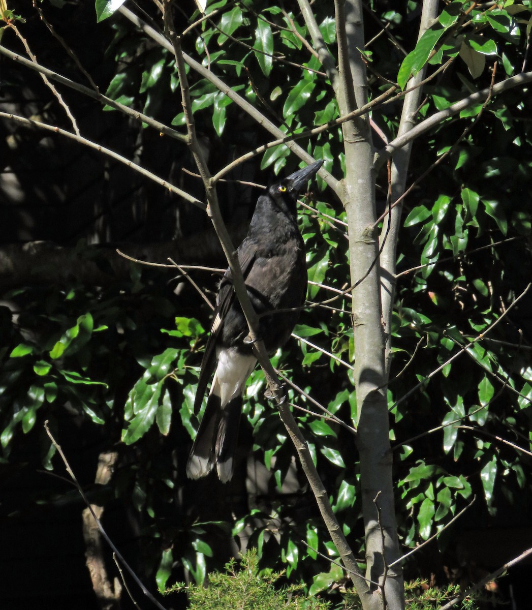 Pied Currawong - ML623690878