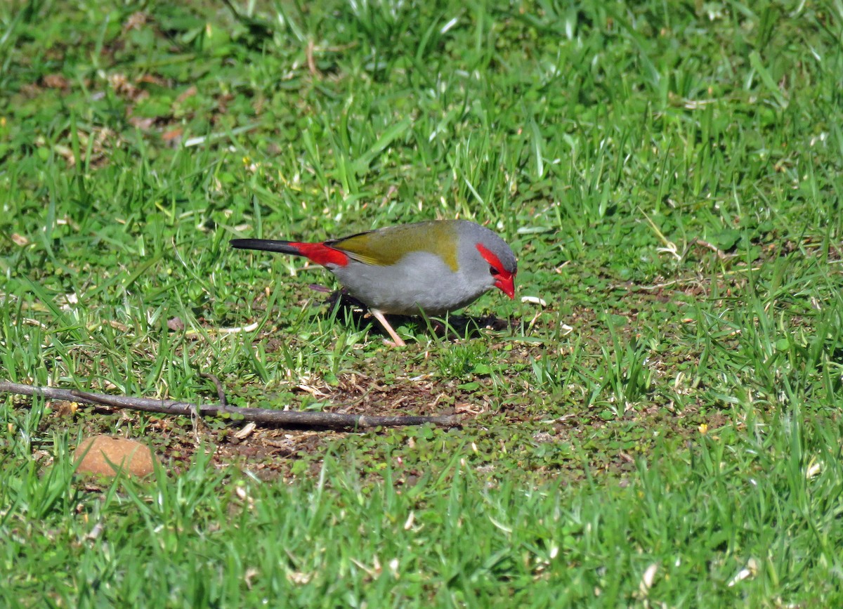 Red-browed Firetail - ML623690900