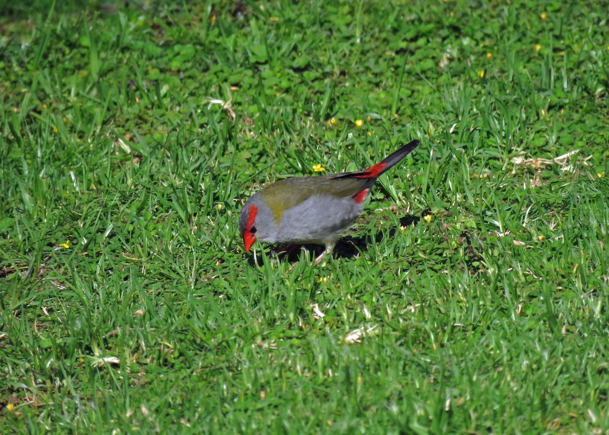 Red-browed Firetail - ML623690901